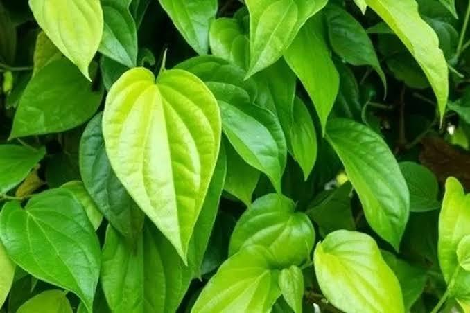 Bisa Redakan Rasa Gatal pada Organ Intim, Ini 7 Manfaat Daun Sirih untuk Kesehatan Wanita