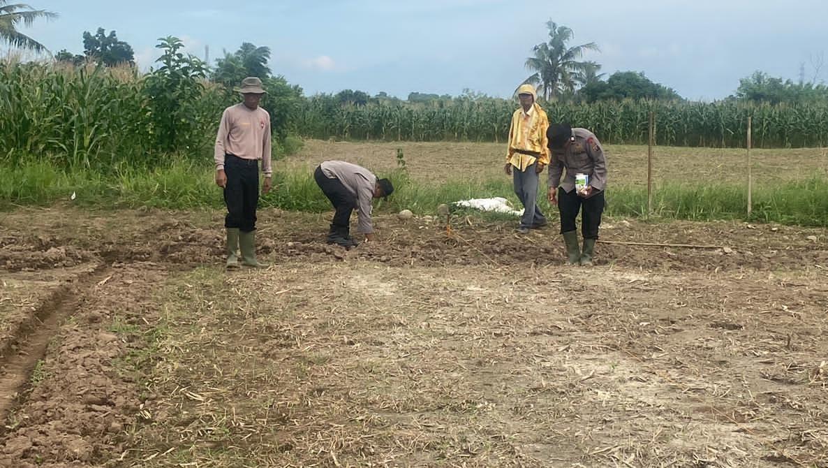 Brimob Sumut Dorong Ketahanan Pangan dari Lahan Warga Binjai Lewat Bertanaman Jagung - Tribun-medan.com
