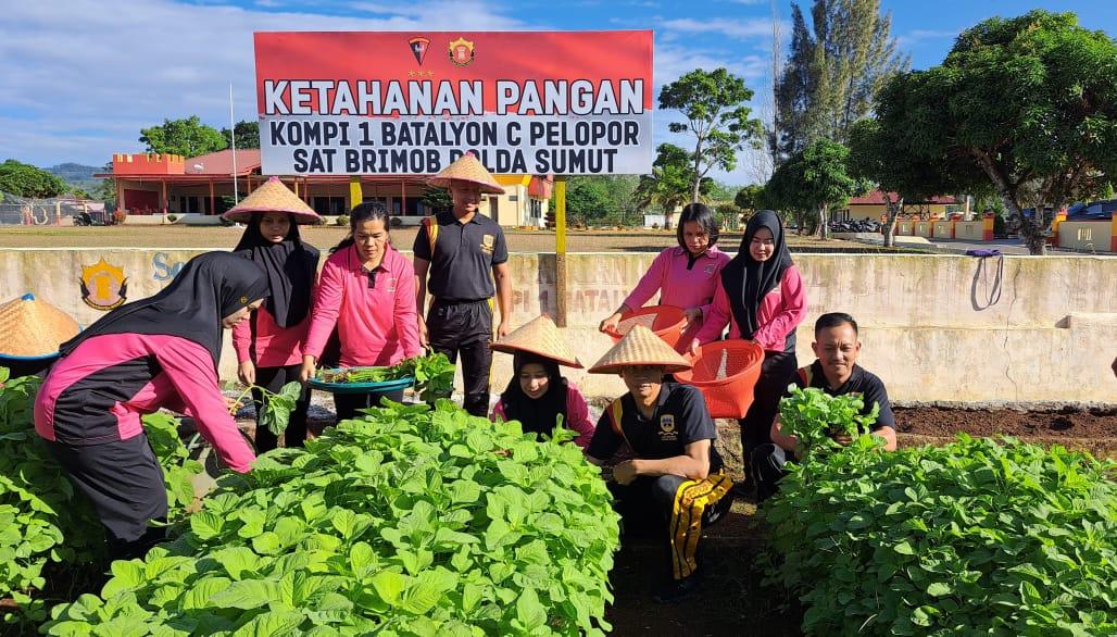 kegiatan-Panen-Raya-Ketahanan-Pangan-di-Mako-Batalyon-C-Sipirok-2972025.jpg