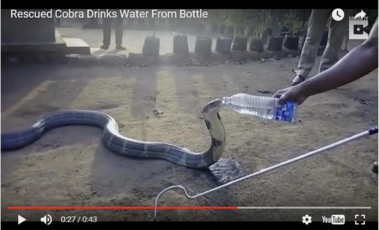 Langka, Ular Kobra 4 Meter Minum Air Mineral Botolan Akibat Kemarau Panjang di India