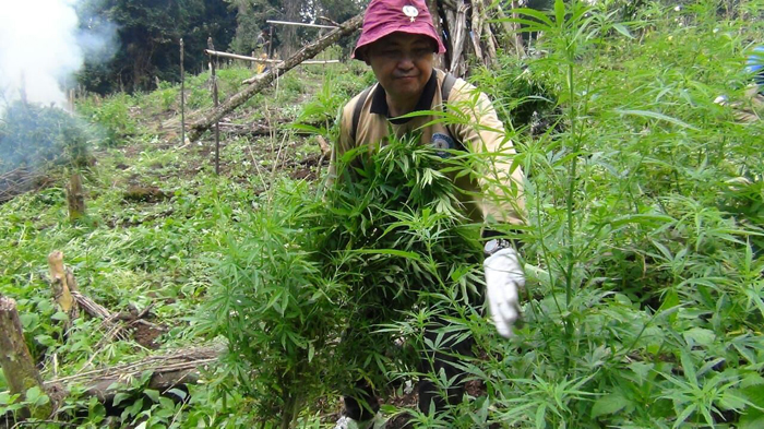 ladang-ganja_20180831_162004.jpg