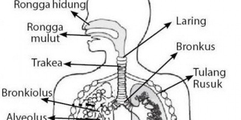 mengenal-organ-sistem-pernapasan-manusia.jpg