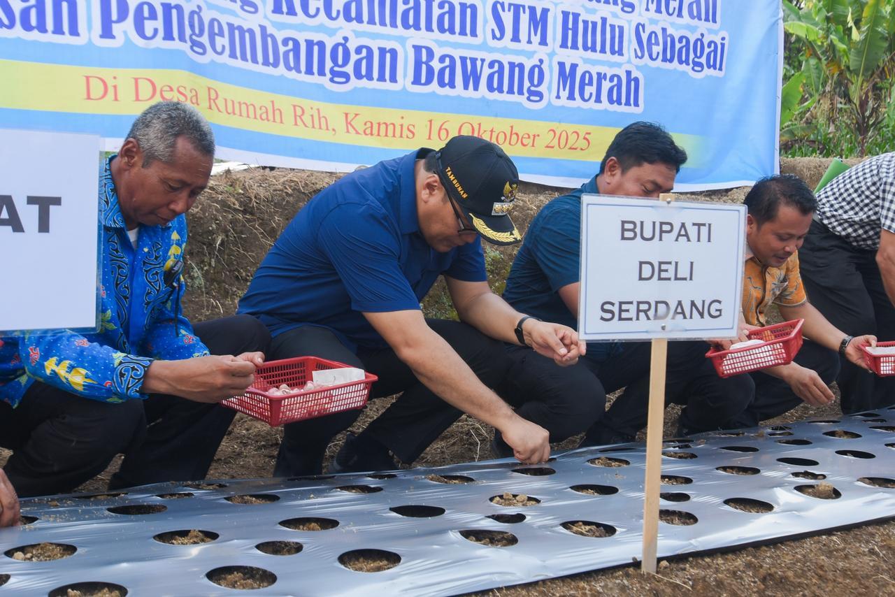 Kecamatan STM Hulu Deliserdang Diproyeksikan sebagai Sentra Bawang Merah