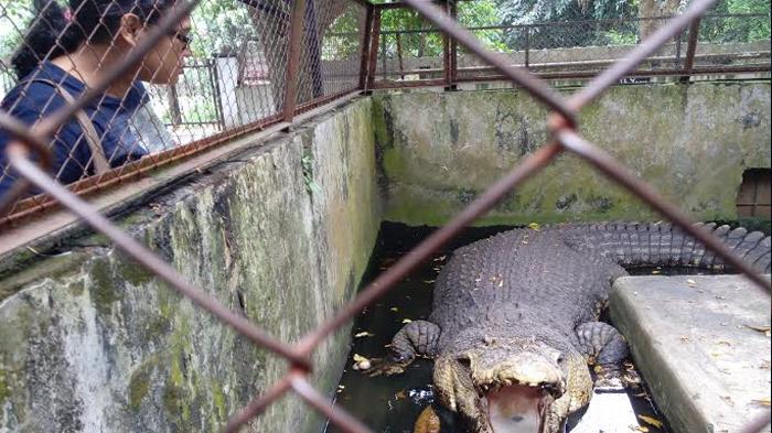 penangkaran_buaya_asam_kumbang_20151007_205437.jpg