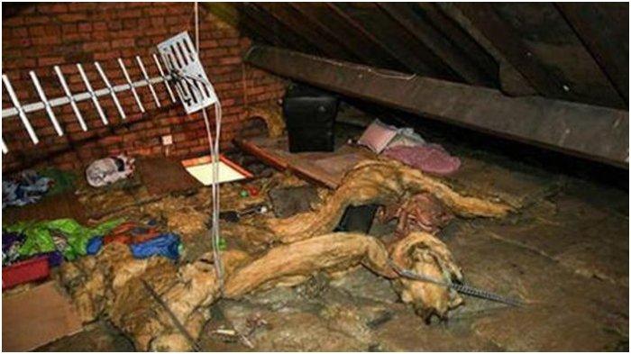 Perempuan Ini Mengira Ada Tikus di Lotengnya selama 12 Tahun, Tak Disangka Ternyata Mantan Kekasih