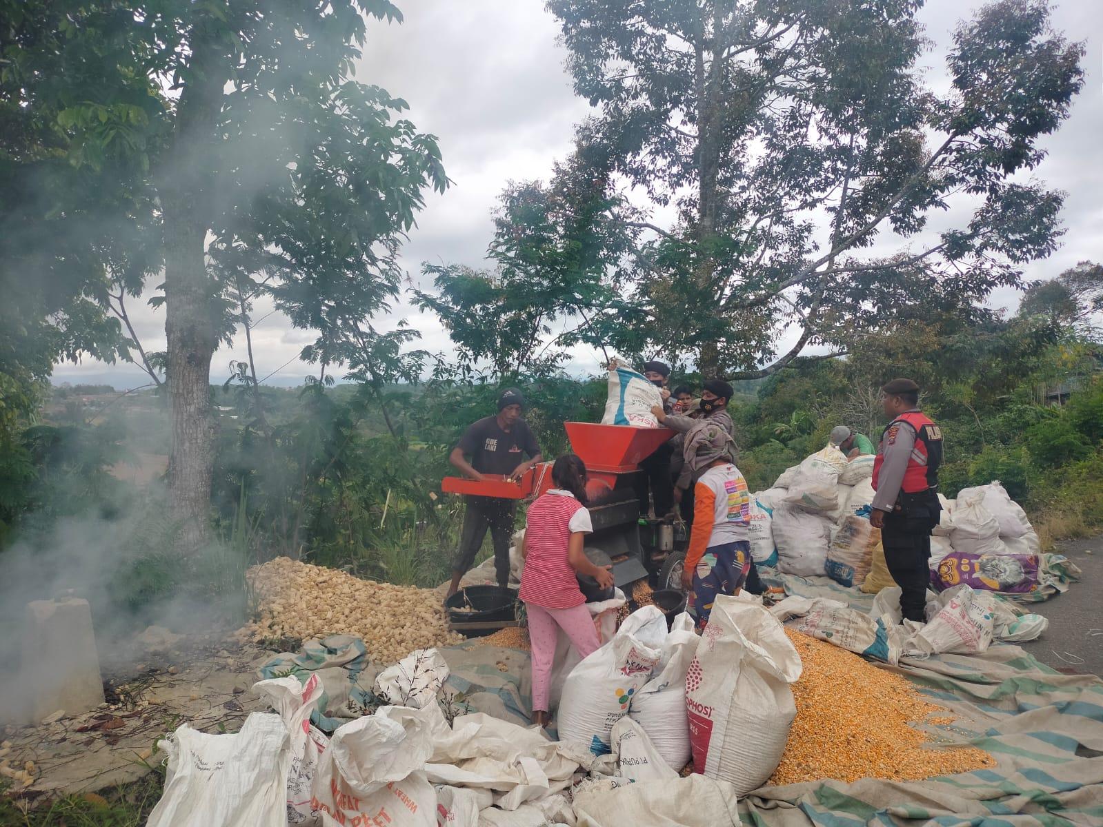 polres-dairi-giling-jagung-masyarakat-tribun-medan.jpg