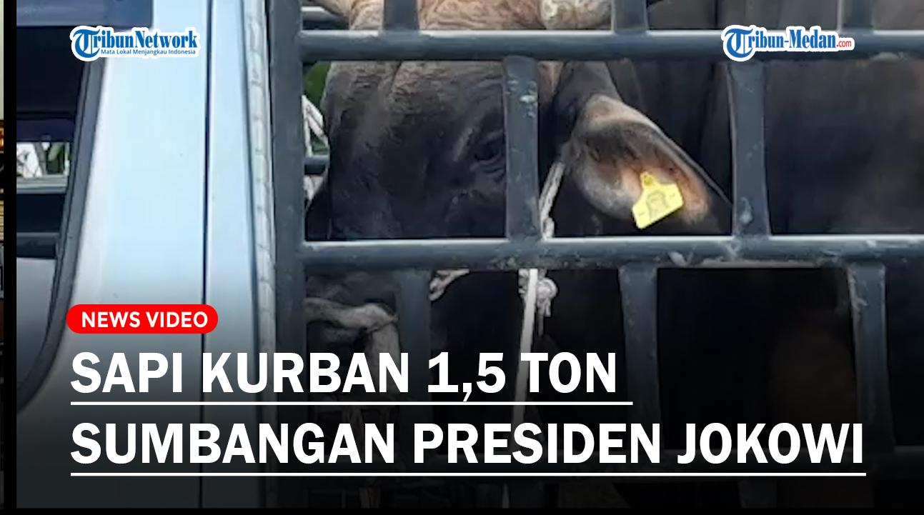 sapi-15-ton-jokowi.jpg