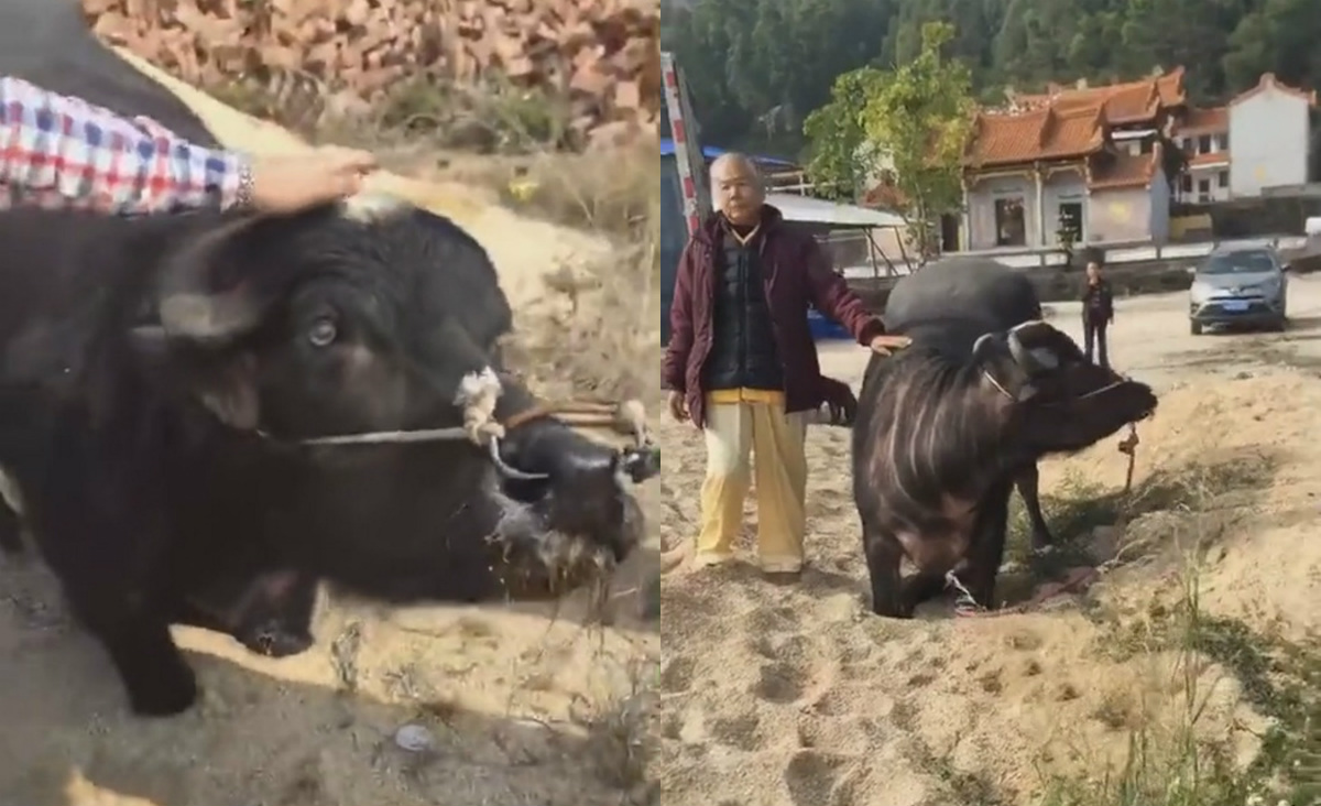 Viral Video Sapi Hamil Berlutut di Depan Rumah Potong, Tampak Memohon agar Tak Disembelih