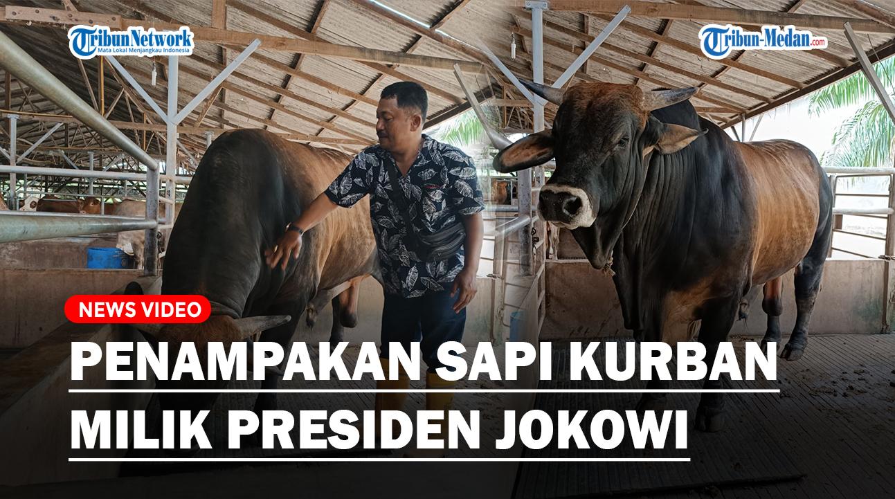 sapi-kurban-jokowi-di-DS.jpg