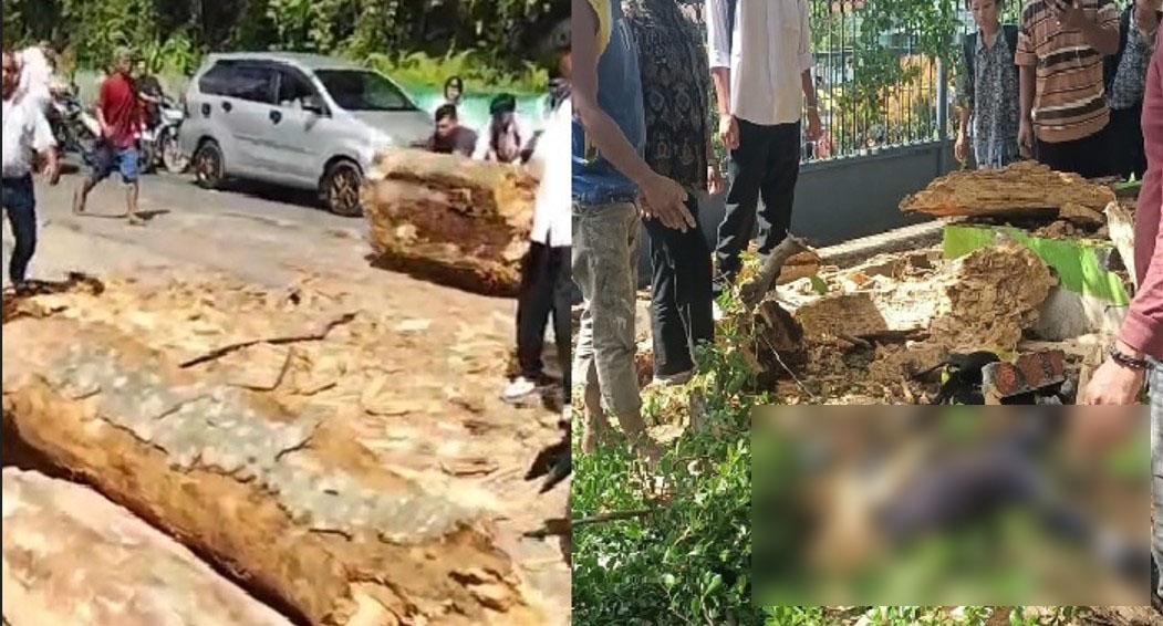 seorang-pelajar-SMP-di-Padangsidimpuan-meninggal-dunia-tertimpa-pohon_.jpg