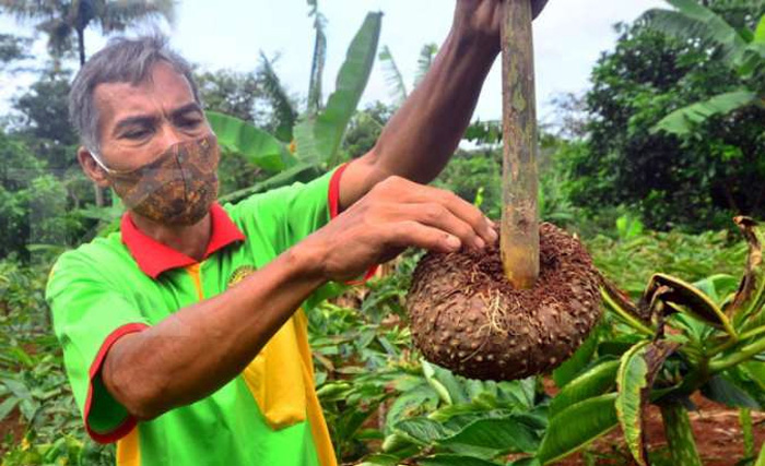 tanaman-porang-yang-menjanjikan-ekonomi.jpg