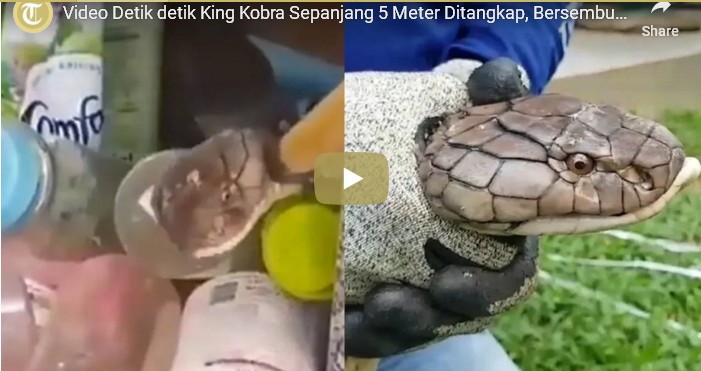 Viral Video Ular King Cobra Sepanjang 5 Meter dan Berat 20 Kg Ditangkap, Bersembunyi di dalam Rak