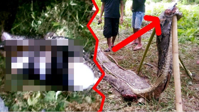 Warga Waswas, Awalnya Bangkai Ular Piton Dijemur hingga Akhirnya Diperlakukan Begini, Ada 5 Ekor . .