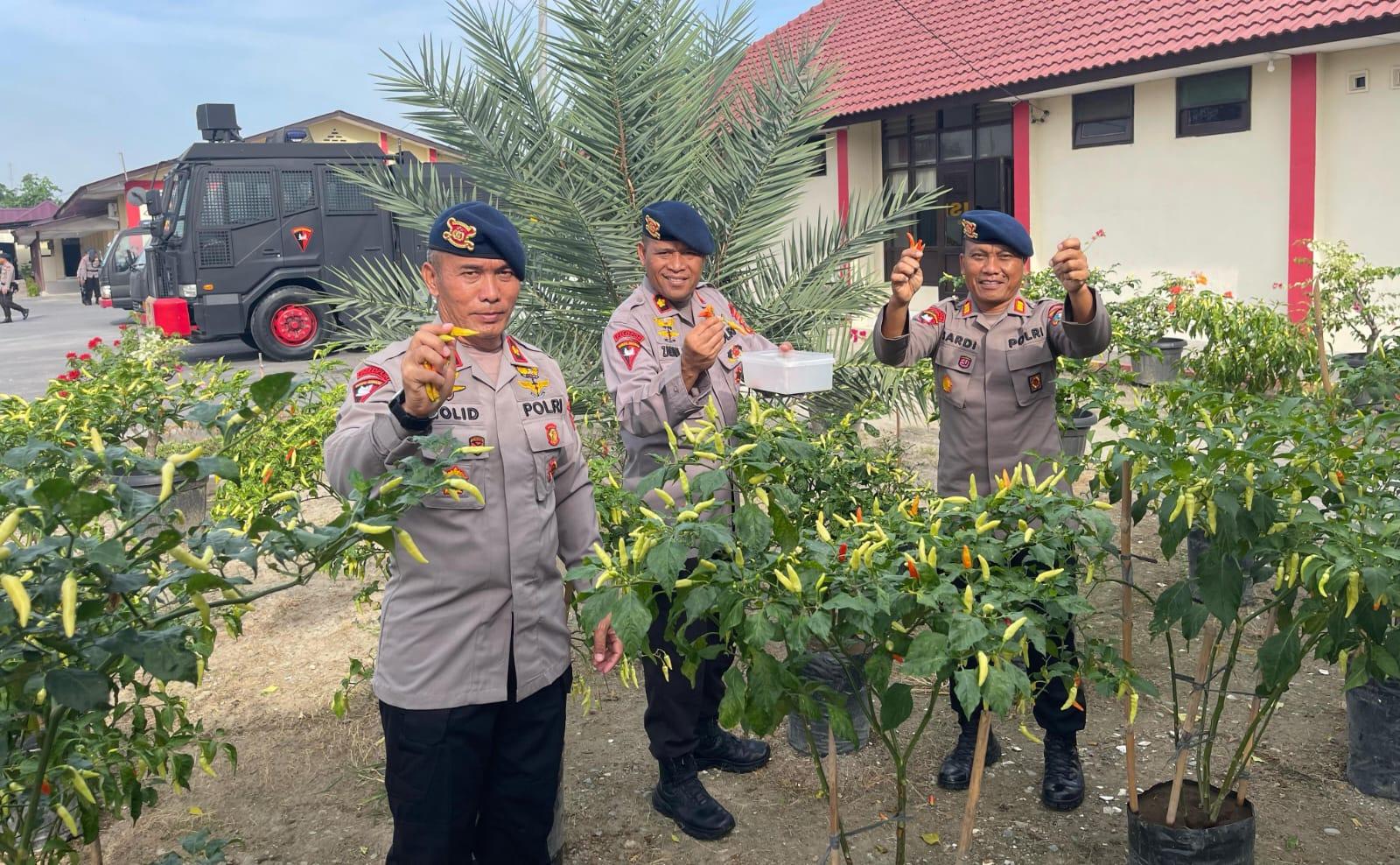 upaya-Brimob-Polda-Sumut-dalam-mendukung-ketahanan-pangan-nasional.jpg