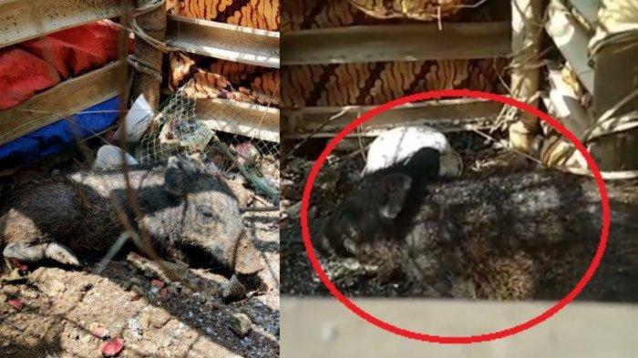 viral-video-diduga-babi-ngepet-ditangkap-warga-di-depok_viral-medsos_babi-ngepet.jpg