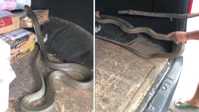 viral-video-ular-king-cobra-keluar-dari-dalam-paket-kiriman-membahayakan-kurir.jpg
