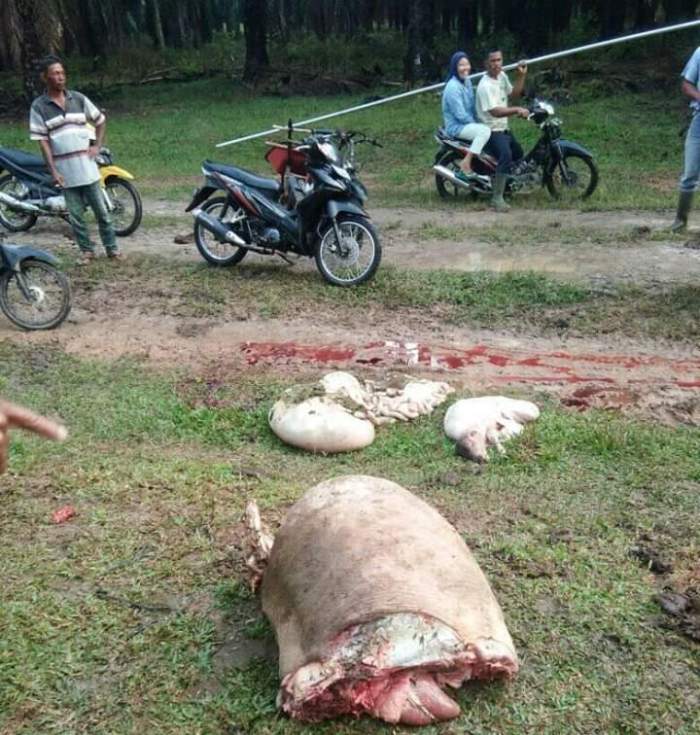 Lembu Hamil Ditemukan Terpotong-potong di Perkebunan Sawit, Daging dan Kepalanya Raib