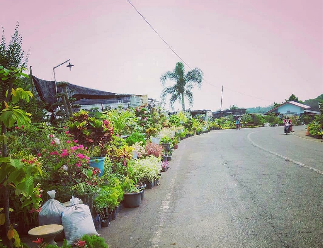 Wisata Bangun Sari, Kawasan Jual Bunga yang Disulap Menjadi Lokasi Wisata