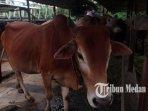 13072021_sapi_kurban_danil_siregar-4.jpg