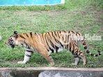 15012024_KONDISI-SATWA-MEDAN-ZOO_ABDAN-SYAKURO-2.jpg