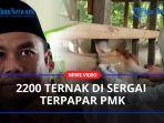 2200-Ternak-di-Sergai-Terpapar-PMKaa.jpg