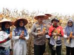 AKBP-Wahyudi-memanen-jagung-hasil-lahan-binaan-Polres.jpg