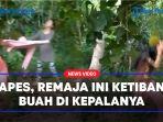 APES-Niat-Menghindar-Kepala-Remaja-Perempuan-Ini-Ketiban-Buah-Dari-Pohon.jpg
