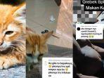 Aksi-Bejat-Bapak-Kos-Semarang-Makan-Belasan-Kucing-Oren-Dibunuh-di-Jalan-Lalu-Dikubur-dan-Dimasak.jpg