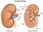 Apa-Pengertian-Ginjal-dan-Cara-Mengatasi-Penyakit-Ginjal.jpg