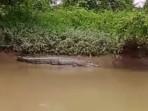 BUAYA-Penampakan-buaya-muara-yang-muncul-dialiran.jpg