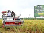 Bobby-Nasution-Panen-Raya-di-Serdangbedagai.jpg
