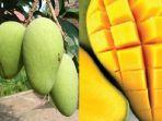 Buah-Mangga-baik-untuk-Kesehatan-Jantung-dan-Pencernaan.jpg