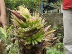 Buah-pisang-tumbuh-dari-batang-pohon.jpg