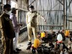 Bupati-lihat-ayam-kampung-Pedaging.jpg