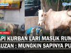DETIK-DETIK-Sapi-Kurban-Lepas-dan-Kabur.jpg