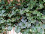 Daun-Binahong.jpg