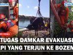 Detik-detik-Petugas-Damkar-Evakuasi-Sapi-yang-Terjun-ke-Bozemss.jpg