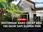 Disternak-Kabupaten-Karo-Catat-Ada-100-Ekor-Sapi-Suspek-PMKaa.jpg