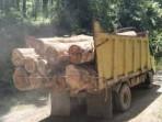 Dugaan-Maraknya-Illegal-Logging-di-Labuhanbatu-Utara_.jpg