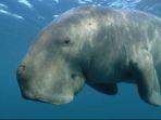 Dugong-mamalia-laut-lembut.jpg