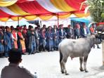 Event-Horja-Bius-memperlihatkan-ritual-Mangalahat-Horbo.jpg