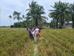 Masuk Masa Panen, Bulog Sumut Siap Serap Gabah Petani Harga Rp 6.500 Per Kilogram
