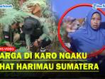 Harimau-Sumatera-di-Karo-Terlihat-Langsung-Warga-Yang-Sedang-Melintas-Eva-Pelan-Dia-Jalannya.jpg