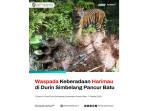 Setelah Jejaknya Terlihat di Pancur Batu dan Sibolangit, Kini Auman Harimau Terdengar di Kutalimbaru