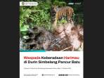 Ilustrasi-Harimau-Salah-satu-kawasan-yang-sempat-ditemui-jejak-harimau_1.jpg