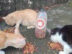 Ilustrasi-kucing-jalanan-hfw.jpg