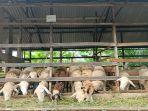 Jual-Domba-Kurban.jpg