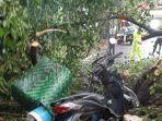 Kondisi-sepeda-motor-korban-yang-tertimpa-pohon-besar-di-Jalan-Imam-Bonjol-Kota-Medan.jpg