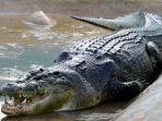 Lolong-buaya-asin-terbesar.jpg