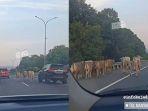 MOMEN-Kawanan-Sapi-Lepas-dan-Kuasai-Jalan-Tol-di-Semarang-Bikin-Geger-Ternyata-dari-Truk-Terbakar.jpg
